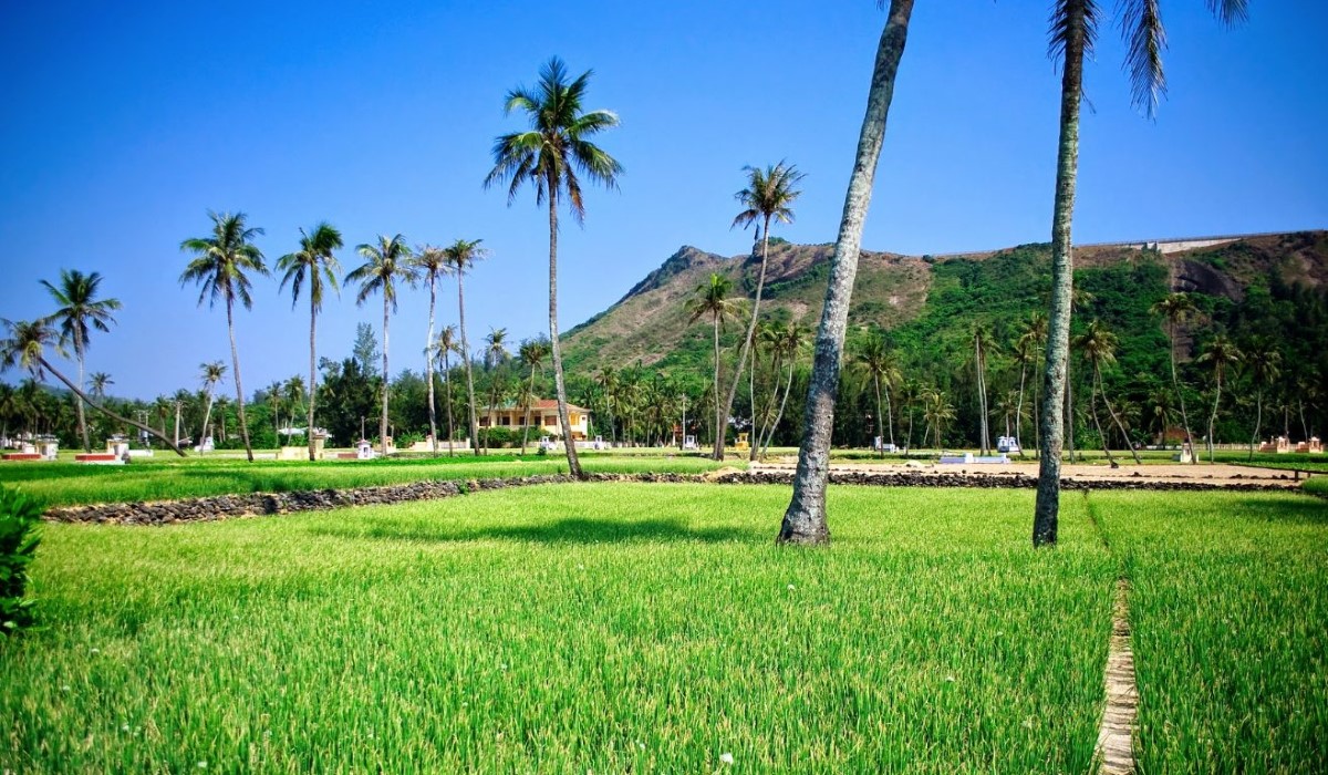 Một góc cánh đồng tỏi tại Đảo Lý Sơn